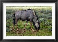 Framed Blue wildebeest, Etosha National Park, Namibia