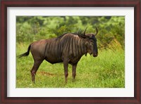 Framed Blue wildebeest, Kruger National Park, South Africa
