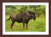 Framed Blue wildebeest, Kruger National Park, South Africa