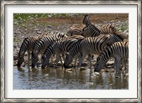 Framed Burchells zebra at Okaukuejo waterhole, Etosha NP, Namibia, Africa.