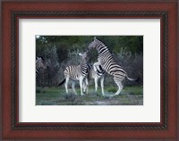 Framed Burchell's zebra fighting, Etosha National Park, Namibia