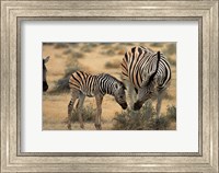 Framed Burchell's zebra foal and mother, Etosha National Park, Namibia