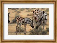 Framed Burchell's zebra foal and mother, Etosha National Park, Namibia