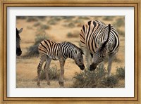 Framed Burchell's zebra foal and mother, Etosha National Park, Namibia