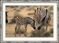 Framed Burchell's zebra foal and mother, Etosha National Park, Namibia