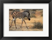 Framed Burchells zebra foal, burchellii, Etosha NP, Namibia, Africa.