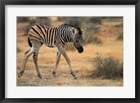 Framed Burchells zebra foal, burchellii, Etosha NP, Namibia, Africa.