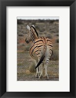 Framed Burchells zebra with mismatched stripes, Etosha NP, Namibia, Africa.