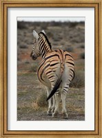Framed Burchells zebra with mismatched stripes, Etosha NP, Namibia, Africa.