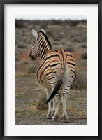 Framed Burchells zebra with mismatched stripes, Etosha NP, Namibia, Africa.