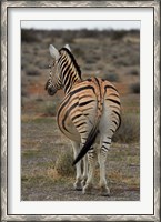 Framed Burchells zebra with mismatched stripes, Etosha NP, Namibia, Africa.