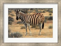 Framed Burchells zebra, burchellii, Etosha NP, Namibia, Africa.