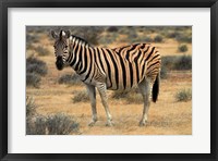 Framed Burchells zebra, burchellii, Etosha NP, Namibia, Africa.