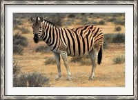 Framed Burchells zebra, burchellii, Etosha NP, Namibia, Africa.