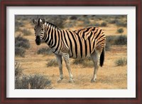 Framed Burchells zebra, burchellii, Etosha NP, Namibia, Africa.