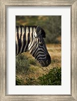 Framed Zebra's head, Namibia, Africa.