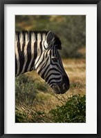 Framed Zebra's head, Namibia, Africa.