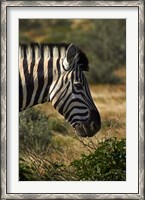 Framed Zebra's head, Namibia, Africa.