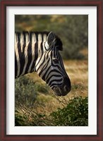 Framed Zebra's head, Namibia, Africa.