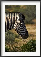 Framed Zebra's head, Namibia, Africa.