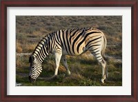 Framed Zebra grazing, burchellii, Etosha NP, Namibia, Africa.