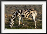 Framed Zebra grazing, burchellii, Etosha NP, Namibia, Africa.