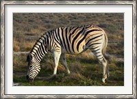 Framed Zebra grazing, burchellii, Etosha NP, Namibia, Africa.