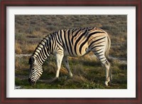 Framed Zebra grazing, burchellii, Etosha NP, Namibia, Africa.