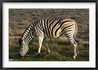 Framed Zebra grazing, burchellii, Etosha NP, Namibia, Africa.