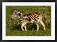 Framed Burchells zebra, burchellii, Kruger NP, South Africa
