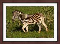 Framed Burchells zebra, burchellii, Kruger NP, South Africa