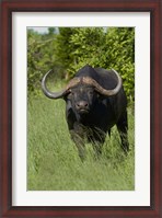 Framed Cape buffalo, Hwange National Park, Zimbabwe, Africa