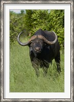 Framed Cape buffalo, Hwange National Park, Zimbabwe, Africa