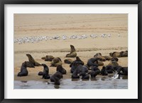 Framed Cape Fur Seal colony at Pelican Point, Walvis Bay, Namibia, Africa.