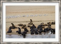 Framed Cape Fur Seal colony at Pelican Point, Walvis Bay, Namibia, Africa.