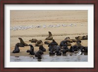 Framed Cape Fur Seal colony at Pelican Point, Walvis Bay, Namibia, Africa.