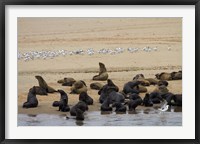 Framed Cape Fur Seal colony at Pelican Point, Walvis Bay, Namibia, Africa.