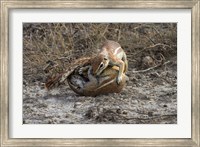 Framed Cape ground squirrels fighting, Etosha NP, Namibia, Africa.