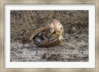 Framed Cape ground squirrels fighting, Etosha NP, Namibia, Africa.