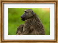 Framed Chacma baboon and baby, Kruger NP, South Africa