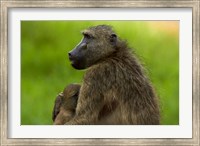 Framed Chacma baboon and baby, Kruger NP, South Africa