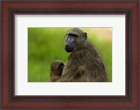 Framed Chacma baboon, Papio ursinus, and baby, Kruger NP, South Africa