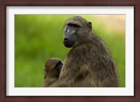 Framed Chacma baboon, Papio ursinus, and baby, Kruger NP, South Africa