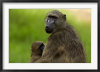 Framed Chacma baboon, Papio ursinus, and baby, Kruger NP, South Africa