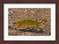 Framed Chameleon, Etosha National Park, Namibia