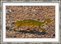 Framed Chameleon, Etosha National Park, Namibia