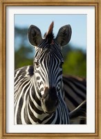 Framed Chapman's zebra, Hwange National Park, Zimbabwe, Africa