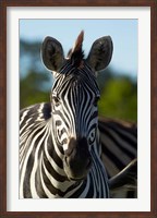 Framed Chapman's zebra, Hwange National Park, Zimbabwe, Africa