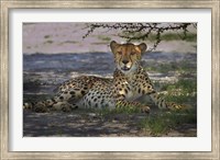 Framed Cheetah,Acinonyx jubatus, Nxai Pan NP, Botswana, Africa