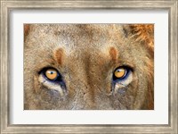 Framed Close-up of Male Lion, Kruger National Park, South Africa.